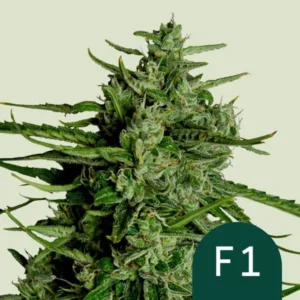 Dense green Titan F1 Auto Strain cannabis bud covered in small hairs and leaves, set against a light background. A dark green circle in the corner contains the text "F1."