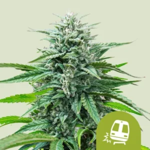 A large Trainwreck Auto Strain cannabis plant stands upright, covered in frosty trichomes, surrounded by vibrant green leaves. In the corner, an icon of a train on a green background is present.