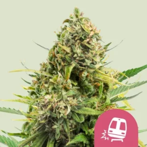 A large Trainwreck Strain cannabis bud displays dense, green leaves and orange hairs in close-up, against a light background. A pink icon with a train symbol is visible in the corner.