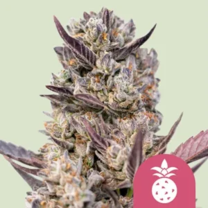A dense Tropicana Cookies Purple cannabis bud displays vibrant purple leaves and frosty trichomes, standing upright against a light green background. A pink icon resembling a berry is positioned at the bottom.