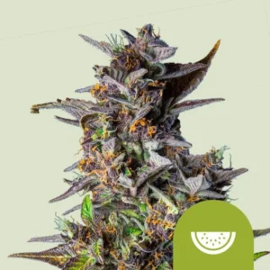 A dense, multicolored Watermelon Auto Strain cannabis bud with purple and green hues, displaying orange pistils, sits against a light background. A green circle with a stylized slice symbol overlaps the corner.