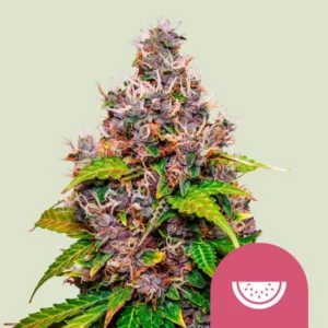 A colorful Watermelon Strain cannabis bud with purple and orange hues sits against a light background, accompanied by green leaves and a pink icon displaying a white watermelon slice at the bottom right.