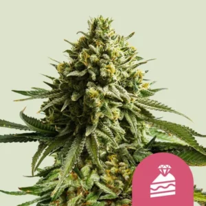 Wedding Cake Strain Cannabis plant grows with dense, green buds and serrated leaves, set against a pale background; a pink icon of a diamond and slice of cake overlays the bottom.