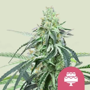 A Wedding Gelato Strain cannabis plant stands upright with frosted leaves and dense buds, surrounded by a light background. A pink cake symbol is in the corner, suggesting a sweet theme.