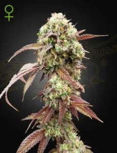 A dense West Coast OG x Gelato Auto Strain cannabis plant, featuring vibrant green and purple leaves, displays a frosty appearance, set against a dark background. A green female symbol appears in the top left corner.