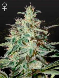 A White Lemon Strain cannabis plant covered in trichomes stands in focus, displaying vibrant, frosty green leaves. It is presented against a plain, dark background with a female gender symbol in the corner.