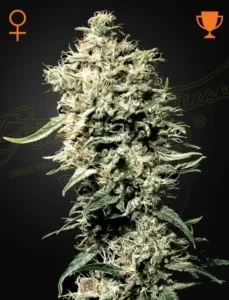 A dense, green White Rhino Strain cannabis plant with numerous buds and trichomes grows upright against a dark background. Feminine symbol and trophy icon are visible at the top.