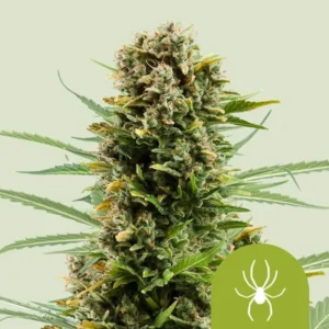 White Widow Auto Strain Cannabis plant stands tall with dense green buds surrounded by pointed leaves. A white spider icon appears in the bottom right, set against a pale background.