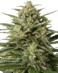 A dense White Widow Feminized Cannabis Seeds cannabis plant displays thick clusters of frosty, trichome-covered buds with vibrant green leaves, set against a plain white background.