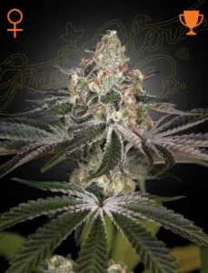A White Widow Strain cannabis plant with frosty trichomes and vibrant purple-tinged leaves, set against a dark background with orange icons depicting a female symbol and a trophy. Subtle cursive text reads “Green House Co.”