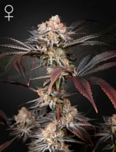 A Wonder Pie Strain cannabis plant displays frosty, trichome-covered buds with reddish leaves under soft lighting, set against a dark background. A female symbol is visible in the top corner.