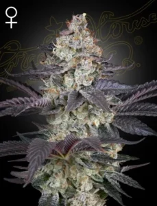 A Ztrawberry Strain cannabis plant with dense, frosty buds and dark, pointed leaves is displayed against a dark background. A female symbol adorns the top left corner, with swirling script partially visible.