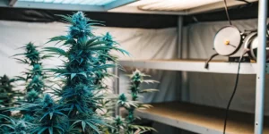Tall Blue Gelato cannabis plants flowering under LED grow lights in an indoor setup.