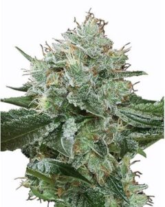 A dense, frosted Super Boof Seeds cannabis bud covered with trichomes and pistils, standing upright against a white background, showcasing intricate leaf patterns and textures.