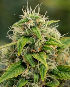 A dense Super Sour Diesel Feminized Cannabis cannabis bud displaying vibrant green leaves and white trichomes, surrounded by fine hairs, grows in natural light with blurred foliage in the background.