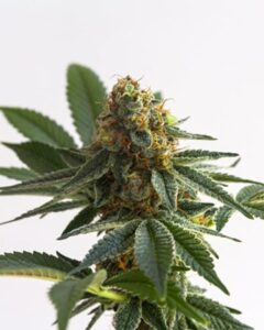 A Alaska Thunderfuck Feminized Cannabis cannabis plant covered in dense, sticky buds and green, serrated leaves stands upright against a plain white background.