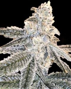 A frosty White Truffle Feminized Cannabis cannabis bud covered in crystalline trichomes stands prominently, surrounded by large serrated leaves, set against a black background, highlighting its detailed texture and structure.
