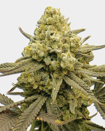 A dense Zoap Feminized cannabis bud covered in trichomes stands upright, surrounded by elongated, serrated leaves against a plain white background.