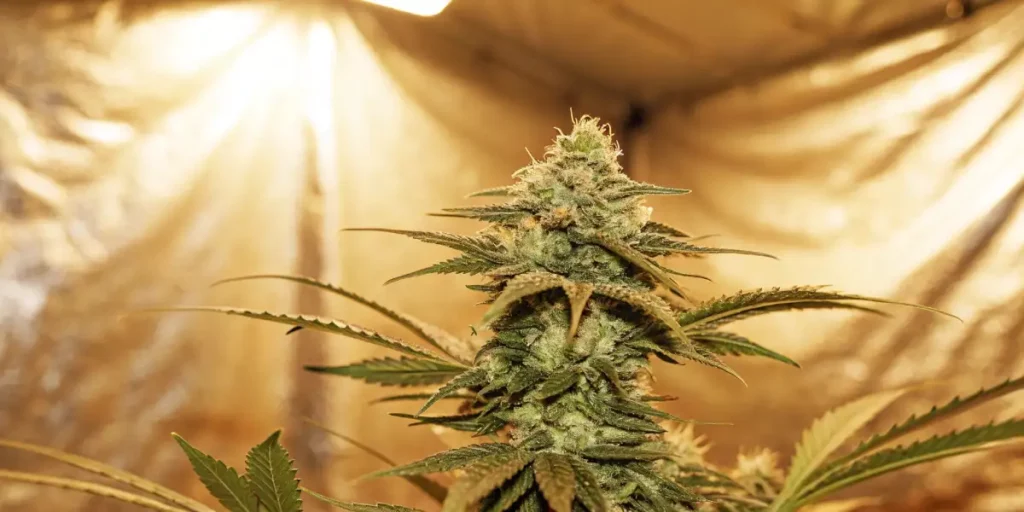 How to Grow GG auto: A Step-by-Step Guide