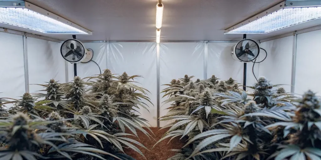 How to Grow Haze Berry: A Step-by-Step Guide