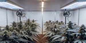 Grow box setup with mature cannabis plants featuring dense buds under bright LED lighting.