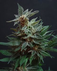 A Ice Cream Cake Auto cannabis plant with dense, frosty buds and jagged green leaves stands against a dark background, showcasing its mature flowering stage.