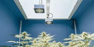 Hyper-realistic view of an indoor cannabis grow room featuring vibrant green flowering plants beneath powerful LED lights, all set against deep blue walls.