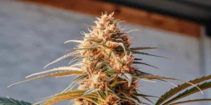 Mature cannabis plant with purple-tinged leaves and dense buds, showing the rich colors and trichomes in the late flowering stage.