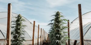 Tall cannabis plants flanking a pathway between hoop houses under a clear blue sky.