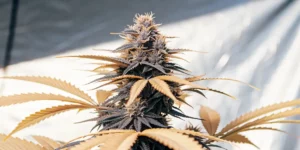 Close-up of a purple cannabis bud surrounded by orange-tinted leaves.