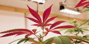 Red cannabis leaves growing indoors under full-spectrum LED grow lights
