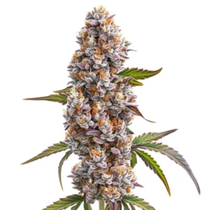 A dense Reeze Mcflurry cannabis bud displays vibrant colors of purple, orange, and green. It features frosty trichomes and is surrounded by narrow leaves, isolated against a white background.