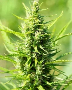 A dense, green GG Cannabis Seeds cannabis plant stands upright with spiky leaves protruding outward in a sunlit field, showcasing its intricate texture and vibrant color against a blurred natural background.
