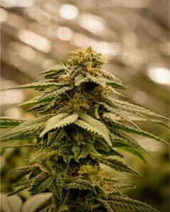 A mature Ice Cream Seeds cannabis plant with dense, leafy buds is growing upright in an indoor cultivation environment, surrounded by blurred bokeh lights in the background.