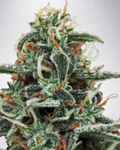 A Strawberry Lemonade Seed cannabis plant displays dense buds covered in white trichomes and interspersed with vibrant orange pistils, set against a plain grey background.
