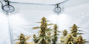 Several mature plants with buds under two round grow lights in a bright, white-walled grow tent.