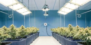 Ultra-realistic visual of an indoor cannabis grow room with rows of lush plants in black pots, blue walls, and bright overhead lights.