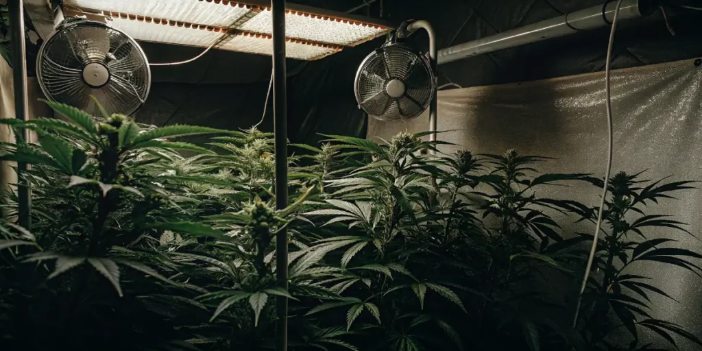 Indoor grow room with Dos Si Dos 33 cannabis plants and overhead fans under warm lights.