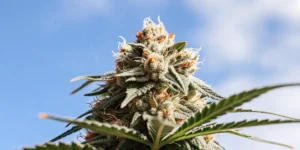 Hyper-realistic close-up of a frosty cannabis bud with prominent orange pistils against a blue sky.