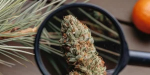 Stunning close-up of a cannabis bud, magnified through a loupe, with pine needles and an orange in the background.