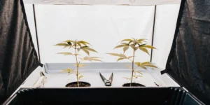 Hyper-realistic close-up of a Mimosa x Orange Punch cannabis bud with golden leaves, surrounded by other golden-hued plants in a grow room.