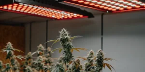 State-of-the-art indoor cannabis grow farm with lush plants under bright red LED grow lights.