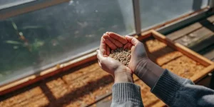 close-up of a pair of hands gently holding autoflower cannabis seeds in a greenhouse