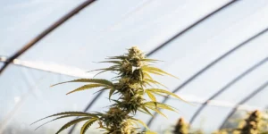 close-up of a flowering cannabis ruderalis plant inside a greenhouse