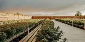 dense cannabis crop growing in a structured outdoor setup