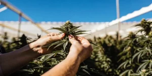 close-up of hands inspecting a mature cannabis bud in an outdoor grow under a clear blue sky