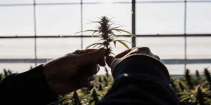 close-up of hands carefully inspecting a cannabis bud in a sunlit greenhouse