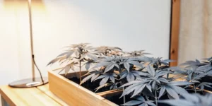 Cannabis plants growing in a wooden container under a warm LED lamp indoors.