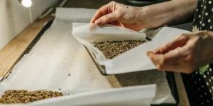 Hyper-realistic image of hands pouring cannabis seeds onto a baking sheet lined with parchment paper, for a cannabis grower.