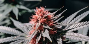 Highly detailed close-up image of a Cosmos F1 CBD cannabis bud with red pistils and dark green leaves.